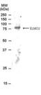 Engulfment And Cell Motility 2 antibody, NB100-879, Novus Biologicals, Western Blot image 