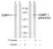G3BP Stress Granule Assembly Factor 1 antibody, orb14807, Biorbyt, Western Blot image 