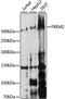 FRAS1 Related Extracellular Matrix 2 antibody, A15980, ABclonal Technology, Western Blot image 