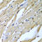 Tumor Suppressor 2, Mitochondrial Calcium Regulator antibody, 22-679, ProSci, Immunohistochemistry frozen image 