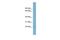 Ribosomal L24 Domain Containing 1 antibody, GTX45010, GeneTex, Western Blot image 