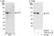 Activating Transcription Factor 7 antibody, A302-431A, Bethyl Labs, Western Blot image 