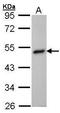 Betaine--Homocysteine S-Methyltransferase antibody, TA308186, Origene, Western Blot image 