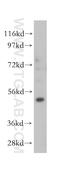 ST3 Beta-Galactoside Alpha-2,3-Sialyltransferase 5 antibody, 14614-1-AP, Proteintech Group, Western Blot image 