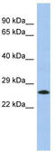 Uncharacterized protein C2orf27 antibody, TA335120, Origene, Western Blot image 