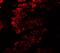 Golgin A5 antibody, A02176, Boster Biological Technology, Immunofluorescence image 