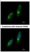 Ubiquitin Specific Peptidase 33 antibody, NBP2-20832, Novus Biologicals, Immunofluorescence image 