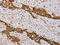 Mevalonate Kinase antibody, CSB-PA229254, Cusabio, Immunohistochemistry frozen image 