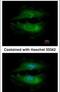 PAS Domain Containing Serine/Threonine Kinase antibody, PA5-29309, Invitrogen Antibodies, Immunofluorescence image 