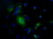 UPF0663 transmembrane protein C17orf28 antibody, TA501329, Origene, Immunofluorescence image 
