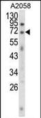 EWS RNA Binding Protein 1 antibody, PA5-35366, Invitrogen Antibodies, Western Blot image 