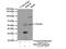 DExD-Box Helicase 39A antibody, 11723-1-AP, Proteintech Group, Immunoprecipitation image 