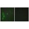 Zinc Finger Protein 174 antibody, A13957, Boster Biological Technology, Immunohistochemistry paraffin image 