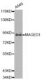 MAGE Family Member D1 antibody, abx001013, Abbexa, Western Blot image 