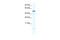 KIAA1789 antibody, 27-277, ProSci, Western Blot image 