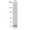 Thioredoxin Reductase 2 antibody, LS-C386511, Lifespan Biosciences, Western Blot image 