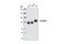 Cortactin antibody, 3503S, Cell Signaling Technology, Western Blot image 