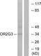 Olfactory Receptor Family 2 Subfamily G Member 3 antibody, PA5-38216, Invitrogen Antibodies, Western Blot image 