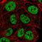 TANK Binding Kinase 1 antibody, HPA060211, Atlas Antibodies, Immunofluorescence image 