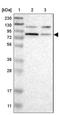 Cullin 5 antibody, NBP1-86868, Novus Biologicals, Western Blot image 