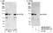 Nucleoporin 98 antibody, NB100-93325, Novus Biologicals, Western Blot image 