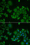C1D Nuclear Receptor Corepressor antibody, abx004941, Abbexa, Western Blot image 