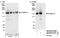 MYB Binding Protein 1a antibody, NB100-61051, Novus Biologicals, Western Blot image 