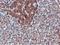 Adipocyte Plasma Membrane Associated Protein antibody, NBP2-01716, Novus Biologicals, Immunohistochemistry paraffin image 