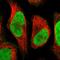 Chromosome 9 Open Reading Frame 78 antibody, HPA021242, Atlas Antibodies, Immunofluorescence image 
