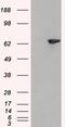 Lymphocyte-specific adapter protein Lnk antibody, 45-844, ProSci, Western Blot image 