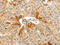 Complement Factor H Related 1 antibody, CSB-PA587680, Cusabio, Immunohistochemistry frozen image 