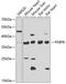 FKBP Prolyl Isomerase 6 antibody, GTX32605, GeneTex, Western Blot image 