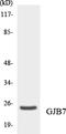 Gap Junction Protein Beta 7 antibody, LS-C291989, Lifespan Biosciences, Western Blot image 