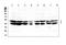 MAF BZIP Transcription Factor antibody, A00654-1, Boster Biological Technology, Western Blot image 