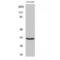 Cannabinoid Receptor 2 antibody, LS-C382478, Lifespan Biosciences, Western Blot image 