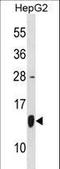 10 kDa heat shock protein, mitochondrial antibody, LS-B13045, Lifespan Biosciences, Western Blot image 