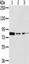 Glycerol-3-phosphate dehydrogenase, mitochondrial antibody, PA5-51335, Invitrogen Antibodies, Western Blot image 