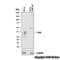 Uracil DNA Glycosylase antibody, NBP1-49985, Novus Biologicals, Western Blot image 