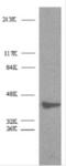 Beta-Actin antibody, AHP2417, Bio-Rad (formerly AbD Serotec) , Western Blot image 