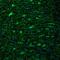 KIAA0937 antibody, NBP2-32448, Novus Biologicals, Immunofluorescence image 