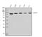 Anaphase Promoting Complex Subunit 5 antibody, A08280-2, Boster Biological Technology, Western Blot image 