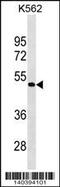 G Protein-Coupled Receptor 39 antibody, 60-324, ProSci, Western Blot image 