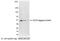 ECS antibody, 18830, QED Bioscience, Western Blot image 