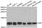 Macrophage Migration Inhibitory Factor antibody, abx001217, Abbexa, Western Blot image 
