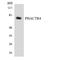 Phosphatase And Actin Regulator 4 antibody, LS-C200484, Lifespan Biosciences, Western Blot image 