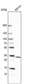 AE Binding Protein 2 antibody, NBP2-30712, Novus Biologicals, Western Blot image 