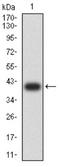 Lysine Demethylase 3A antibody, NBP2-61819, Novus Biologicals, Western Blot image 