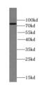 Translin Associated Factor X Interacting Protein 1 antibody, FNab09050, FineTest, Western Blot image 