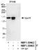 Phosphoinositide-3-Kinase Regulatory Subunit 4 antibody, NBP1-30462, Novus Biologicals, Immunoprecipitation image 