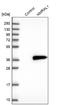 NmrA Like Redox Sensor 1 antibody, NBP1-83554, Novus Biologicals, Western Blot image 
